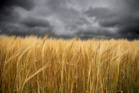 Golden wheat field with storm clouds in the background. Shallow depth of field.の写真素材