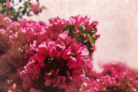 Bougainvillea bush on the texture of the old paper. Vintage cardの写真素材