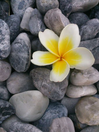 The white frangipani on the rockの素材