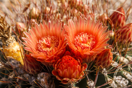Arizona Barrel Cactus Flowersの写真素材