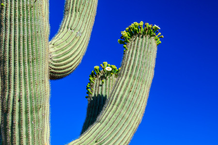 Arms of saguaro cactus in bloom,  Arizonaの写真素材