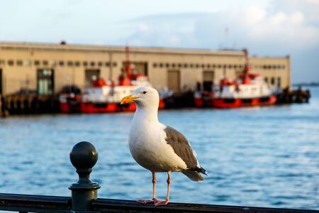Western Gull in San Francisco, Californiaの写真素材