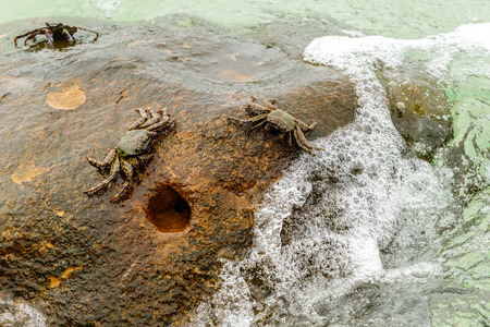 Crabs on rock with foaming wave, Koh Kood, Thailandの写真素材