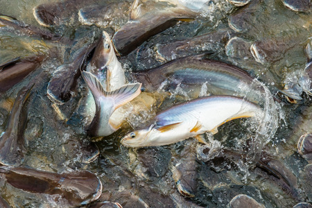 Catfish swarming for food in Chao Phraya River, Bangkok, Thailandの写真素材