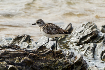 Sandpiper walking across rocks on California beachの写真素材