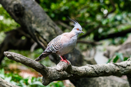 Australian Crested Pigeon on tree limb in Edward Youde Aviary, Hong Kong Park.の写真素材