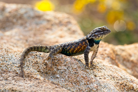 Desert Spiny Lizard (sceloporus magister) on a granite rock, with brightly colored scales, in...
