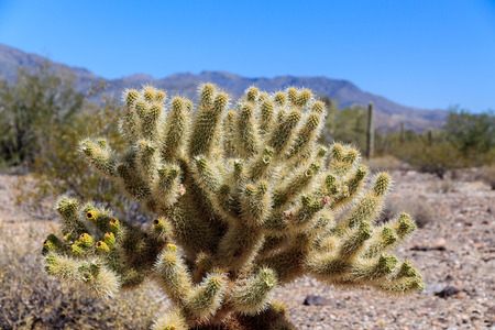 Teddy Bear cholla cactus near Vulture Peak, Wickenburg, Arizona.