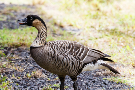 Nene, also called Hawaiian goose (Branta sandvicensis), on the Big Island of Hawaii with mouth open.の写真素材