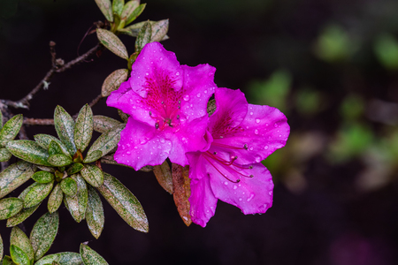 Pair of vividly pink Azalea flowers (rhododendron indicum) on Hawaii's Big Island. Raindrops on the petals from recent rain. Near Volcano National Park.の写真素材