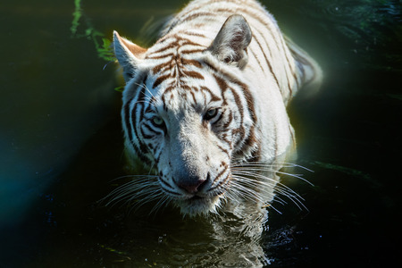White Bengal tiger (Panthera tigris) in water. Closeup view of its head; it is looking directly into...