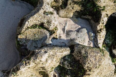 Dead coral, rocks and sand on the beach of Nusa Lembongan island, Bali, Indonesia. Green sea moss and seaweed cling to the weathered rocks.の写真素材