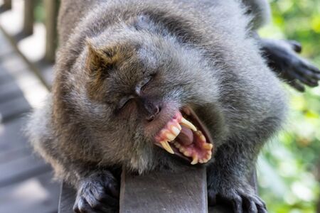 Balinese Long Tailed Monkey (Macaque), laying on wooden railing facing camera. Yawning, eyes closed, displaying long teeth. In Ubud, Bali, Indonesia.の写真素材