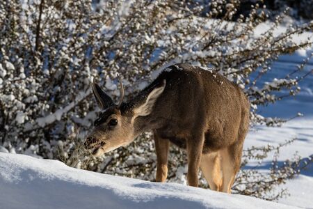 Closeup of young male Kaibab deer (subspecies of mule deer) with antlers feeding during winter at...