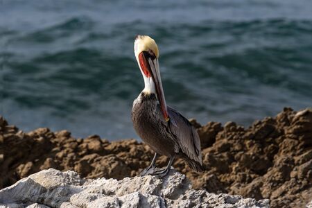 California Brown Pelican (Pelecanus occidentalis), standing on rock near Malibu, California. Looking at camera. Pacific ocean in background.の写真素材
