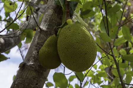Pair of jackfruit (Artocarpus heterophyllus) hanging from tree on a farm in Indonesia.