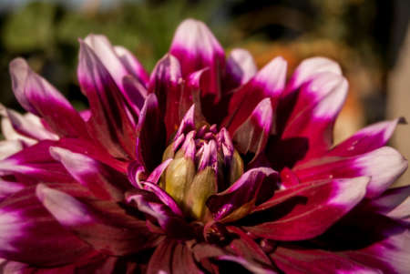 Beautiful pink dahliaの写真素材