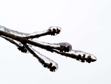 Frozen tree limb encased in ice abstract background.の写真素材