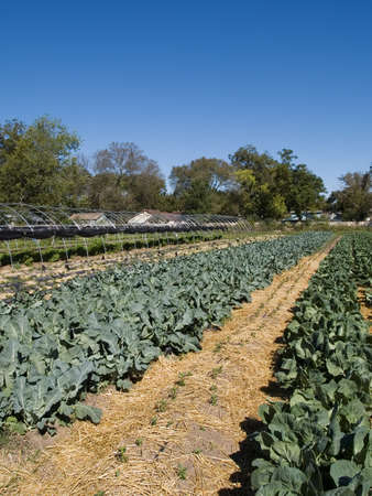 Rows of vegetables at an organic farm.