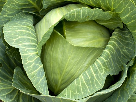 Stock photo of a head of cabbage growing in an organic vegetable garden.