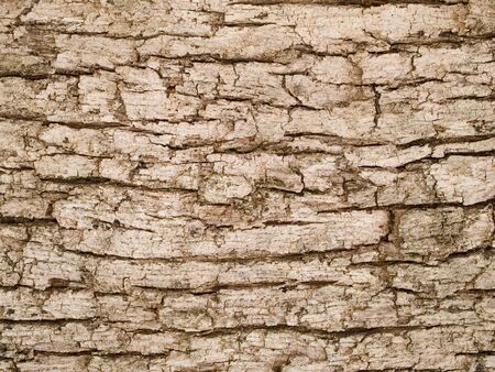 Stock macro photo of the texture of tree bark.  Useful for backgrounds and layer masks.の写真素材