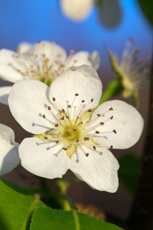 The small white flowers of the Le Conte pear tree posess both staminate and carpellate, and are pollinated by insects.の写真素材