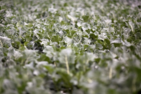 A field of broccoli plants stretches into the distance at a local organic farm. の写真素材