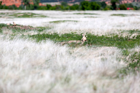 Black-tailed prarie dogs in their colony just outside Devil's Tower National Monument in Wyoming.の写真素材