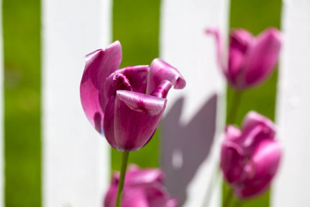 Purple tulip flower in a garden in Missoula, Montana の写真素材
