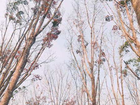 Rubber Forestの写真素材