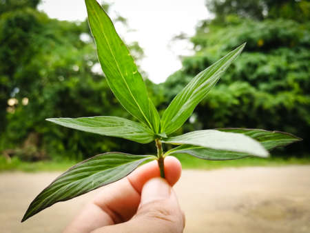 Once Upon a time of leavesの写真素材