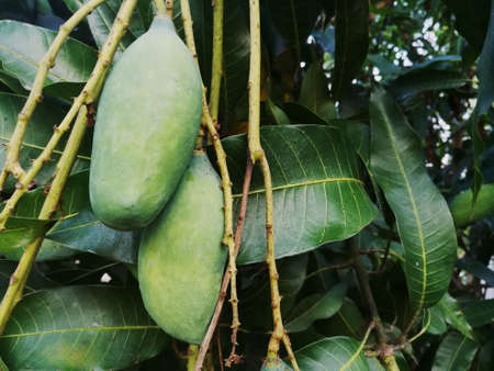 Bunch of green mango on tree in garden.の写真素材