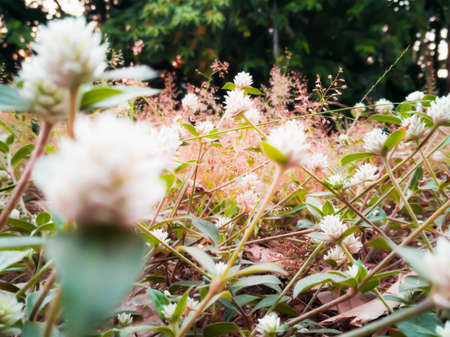 Field of blooming white flowers on a background in eveningの写真素材