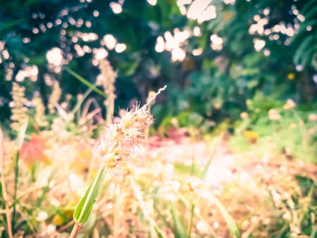 Close up flower in summer.の写真素材