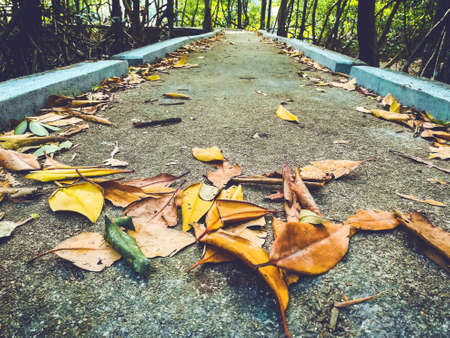 Leaves on ground with nature trails in mangrove forest.の写真素材