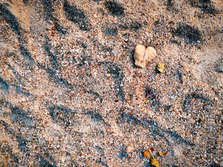 Sea shells and leaves on sand.Footsteps on the beach in sunset time.の写真素材
