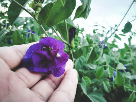 Butterfly Pea Flower placed on the hand.の写真素材