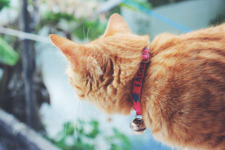 Cat's stare.The cat is staring something.の写真素材