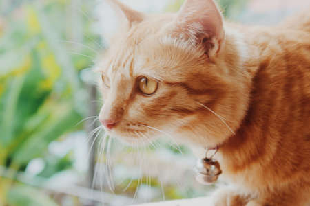 Cat's stare.The cute cat is staring something on the window.