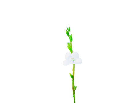White flower on white backgroundの写真素材