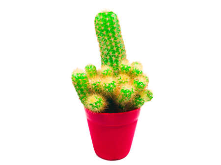 The cactus is in a red pot isolated on white backgroundの写真素材