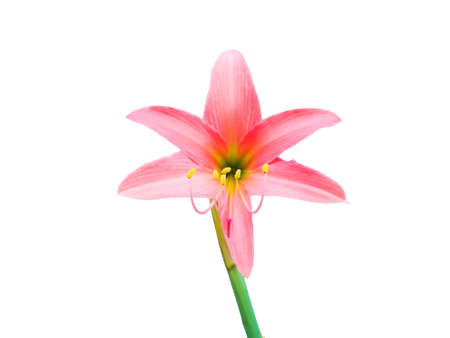 Amaryllis, also known as Hippeastrum, is isolated on white background.の写真素材