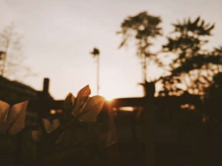First light of day.Blurred silhouette of tree and bougainvillea flower in the sunrise.の写真素材