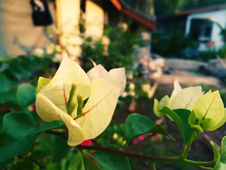 Bougainvillea flowers are blooming in the morning.の写真素材