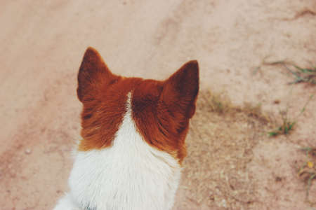 The look of the dog.の写真素材