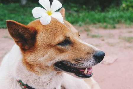 Dog and  Plumeria flower.の写真素材