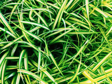 Leaves of grass background.Grass at Seventh Heaven, Krabi, Thailand.Nature background concept.の写真素材