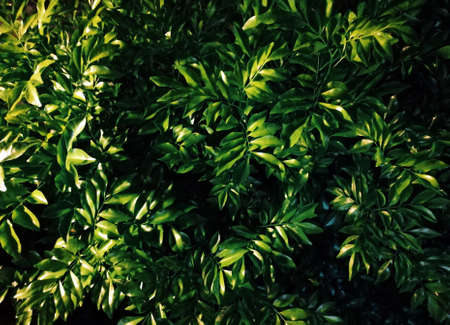 Leaves background with light of lamp in the nightの写真素材