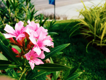 Blooming pink oleander flowers in the garden.の写真素材