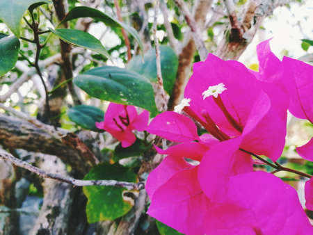 Pink bougainvillea flowers are blooming.